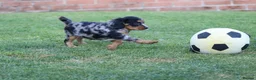 Cockapoo dogs for sale: Beautiful Cockerlierpoo puppies for sale - Advert 11