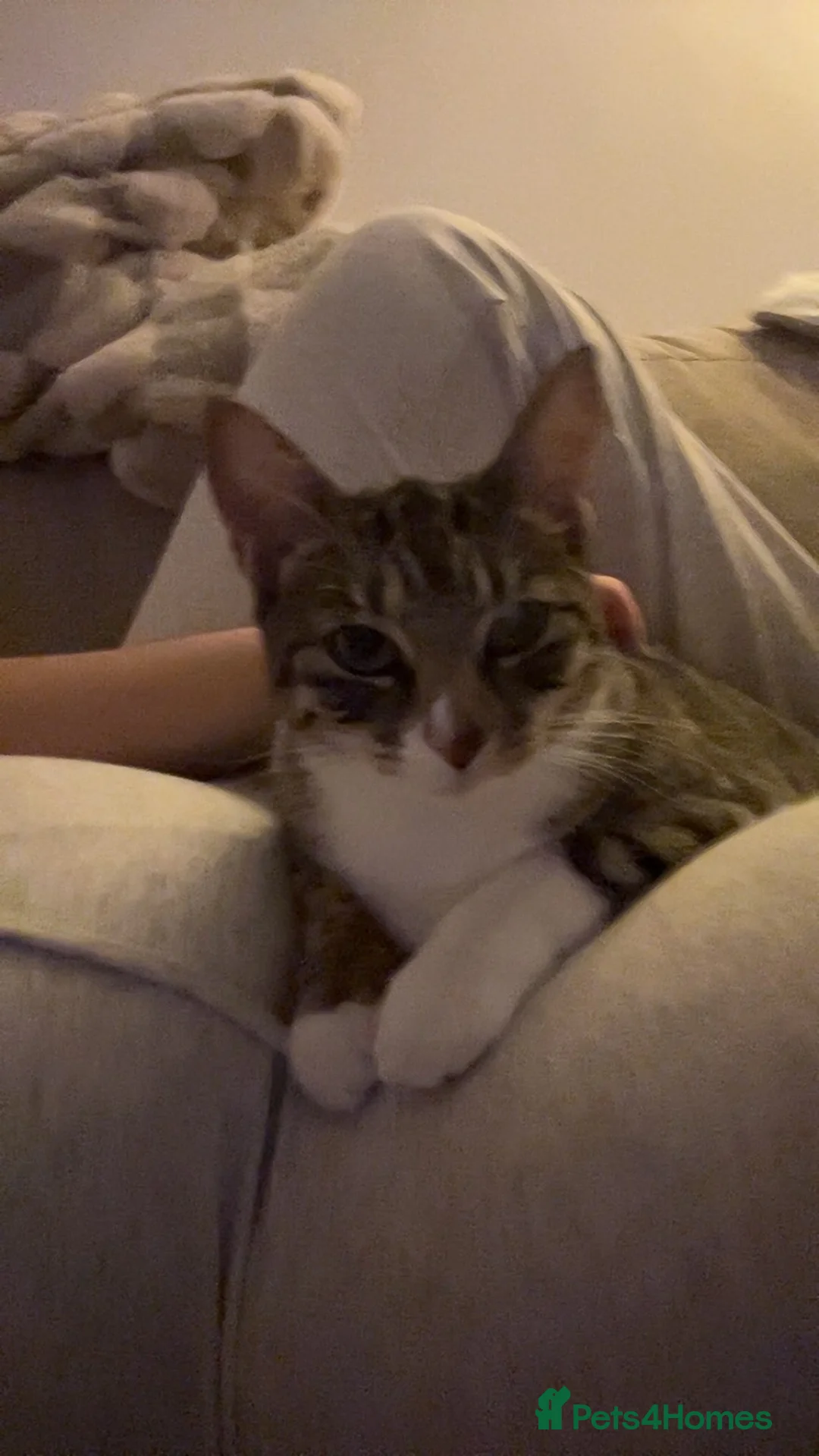 Domestic Shorthair cats for sale: Beautiful female cat. Free to a loving home. in Scunthorpe - Advert 4