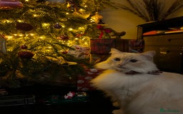 Ragdoll cats for sale: Vince the ragdoll.  - Image 8