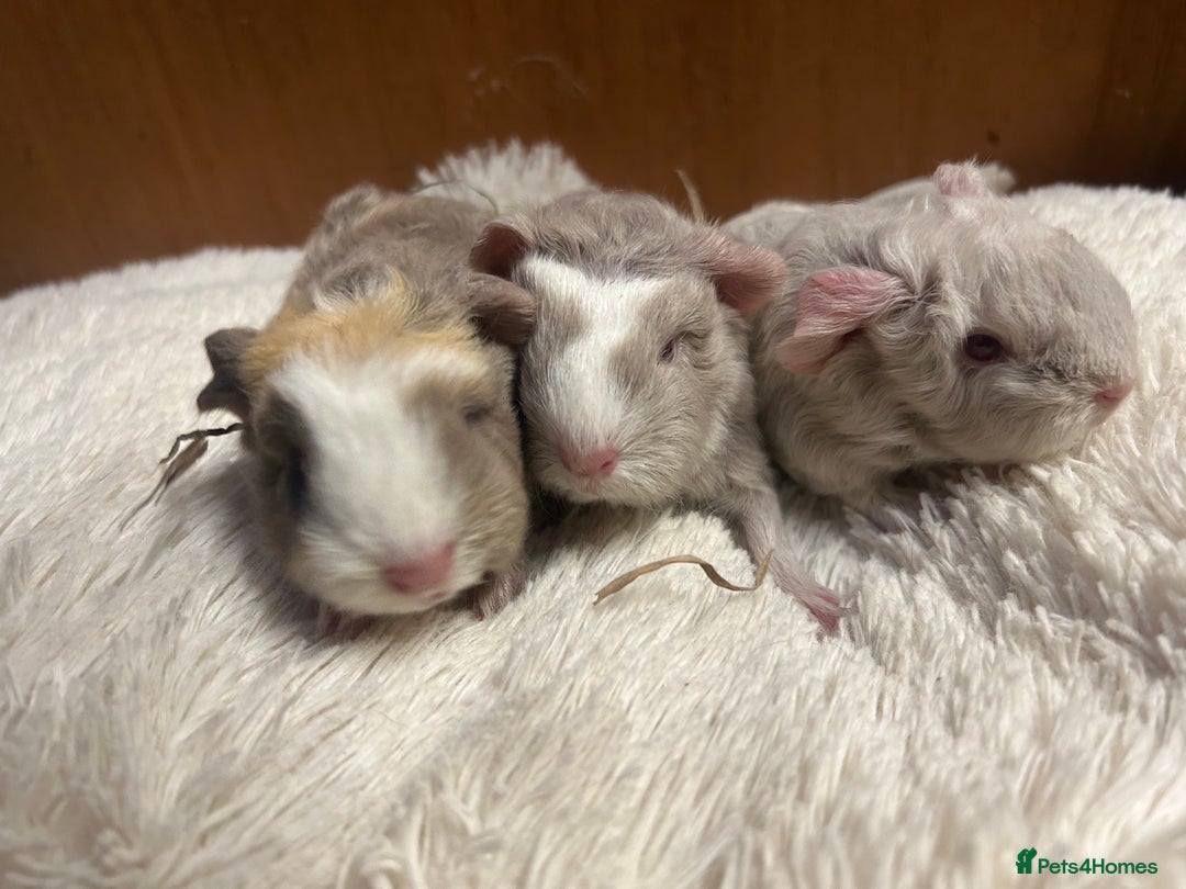 Guinea Pig rodents for sale: Swiss baby boars ready now - Advert 18