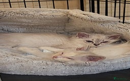 Ragdoll cats for sale:  ragdoll - Image 5