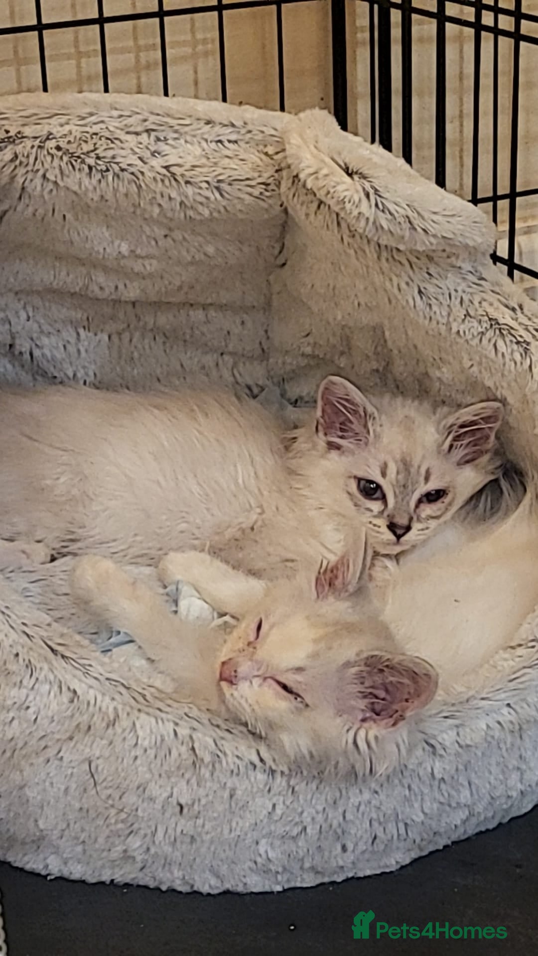 Ragdoll cats for sale:  ragdoll - Image 5