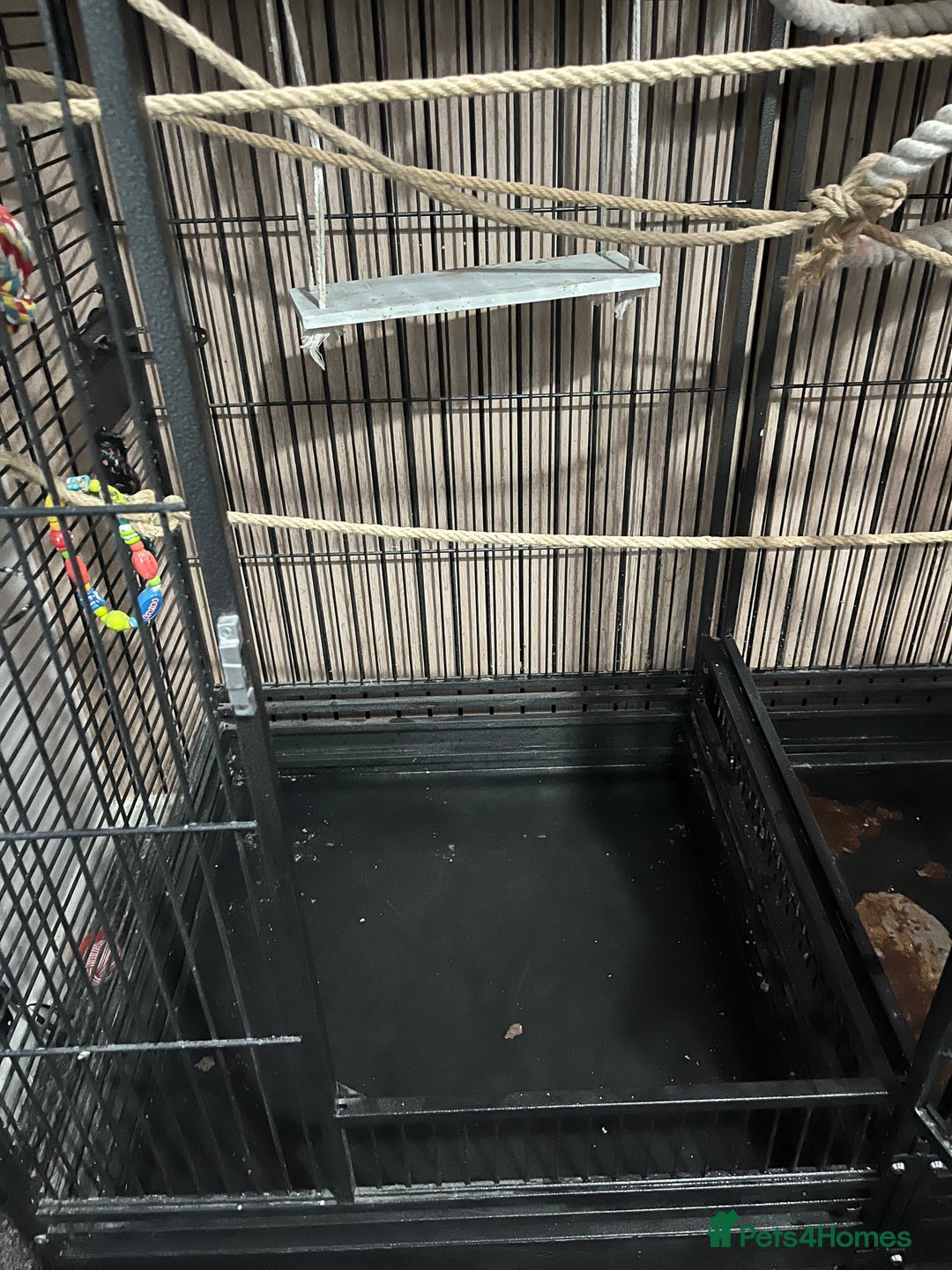 Cockatiels birds for sale: Breeding pair of birds  - Advert 8