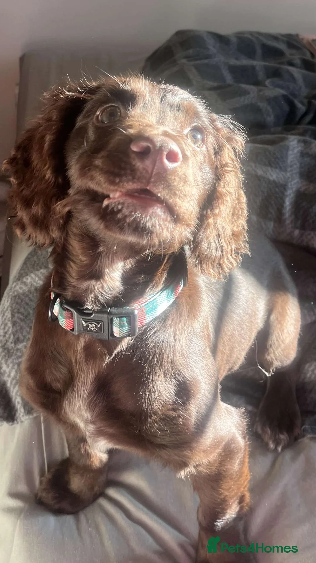 Cocker Spaniel dogs for sale: Brown cocker spaniel - Advert 3