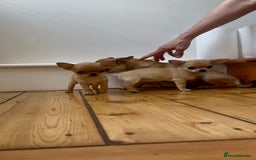 Chihuahua dogs for sale: ADORABLE SUPER TINY CHIHUAHUA PUPPIES - Image 14
