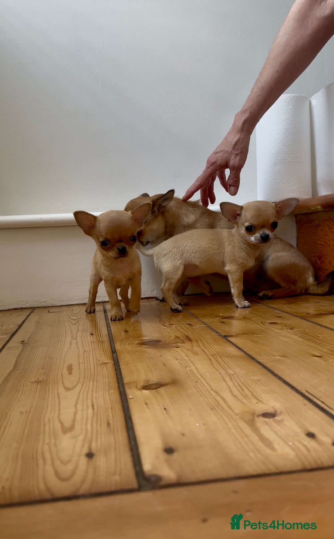 Chihuahua dogs for sale: ADORABLE SUPER TINY CHIHUAHUA PUPPIES - Image 14