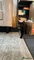 Mixed Breed cats - Advert 4