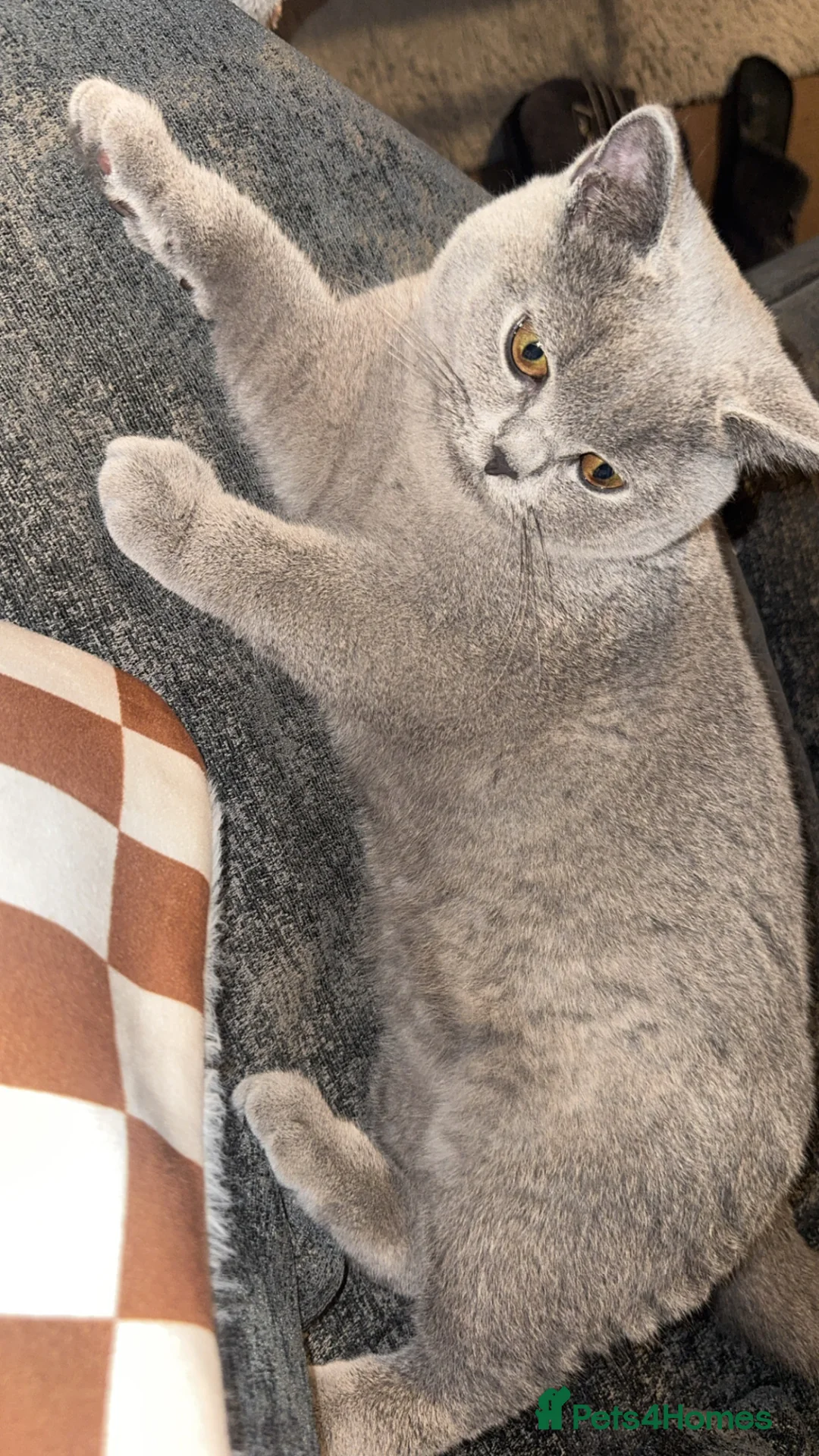 British Shorthair cats for sale: Grey female British shorthair  in Reading - Advert 3