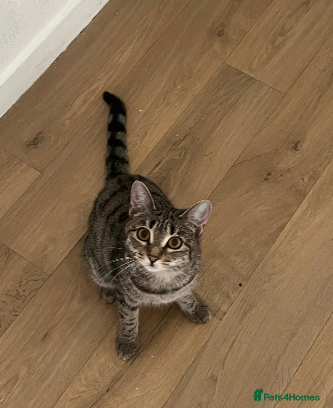 Mixed Breed cats for sale: Loving gentle cat looking for good home  in London - Advert 2