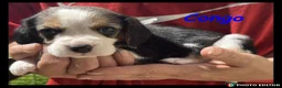 Beaglier dogs for sale: Beautiful Beaglier Bundles 🌸 - Advert 13