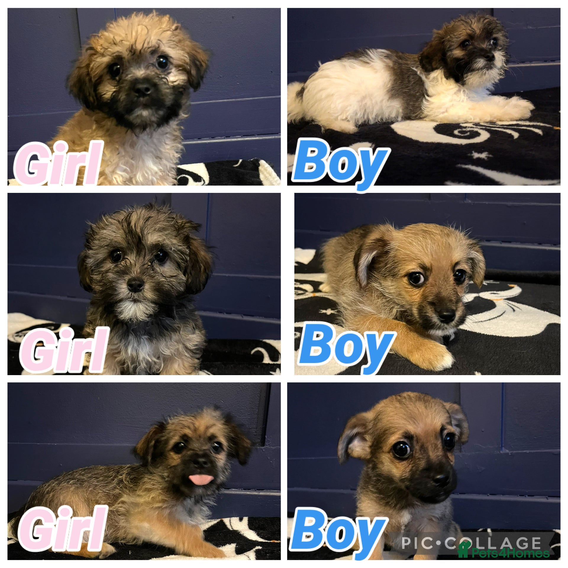 Shihpoo dogs Beautiful shihpoos 3 fluffy 3 straight haired  - Advert 14