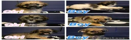 Shihpoo dogs for sale: 1 beautiful shihpoo left fudge  - Advert 3