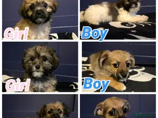 Shihpoo dogs Reduced ready now shihpoos - Advert 14