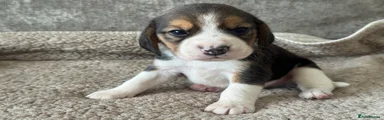 Beagle Puppy 5