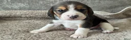 Beagle dogs for sale: TRUE SHOW TYPE KC REGISTERED BEAGLES - Advert 28