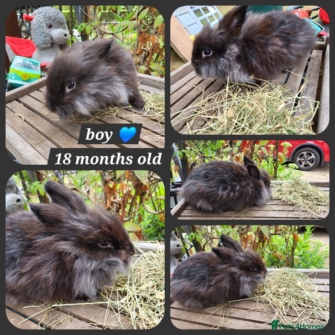 Mini Lion Lop rabbits for sale: Few mixed age boys, different types  - Image 5