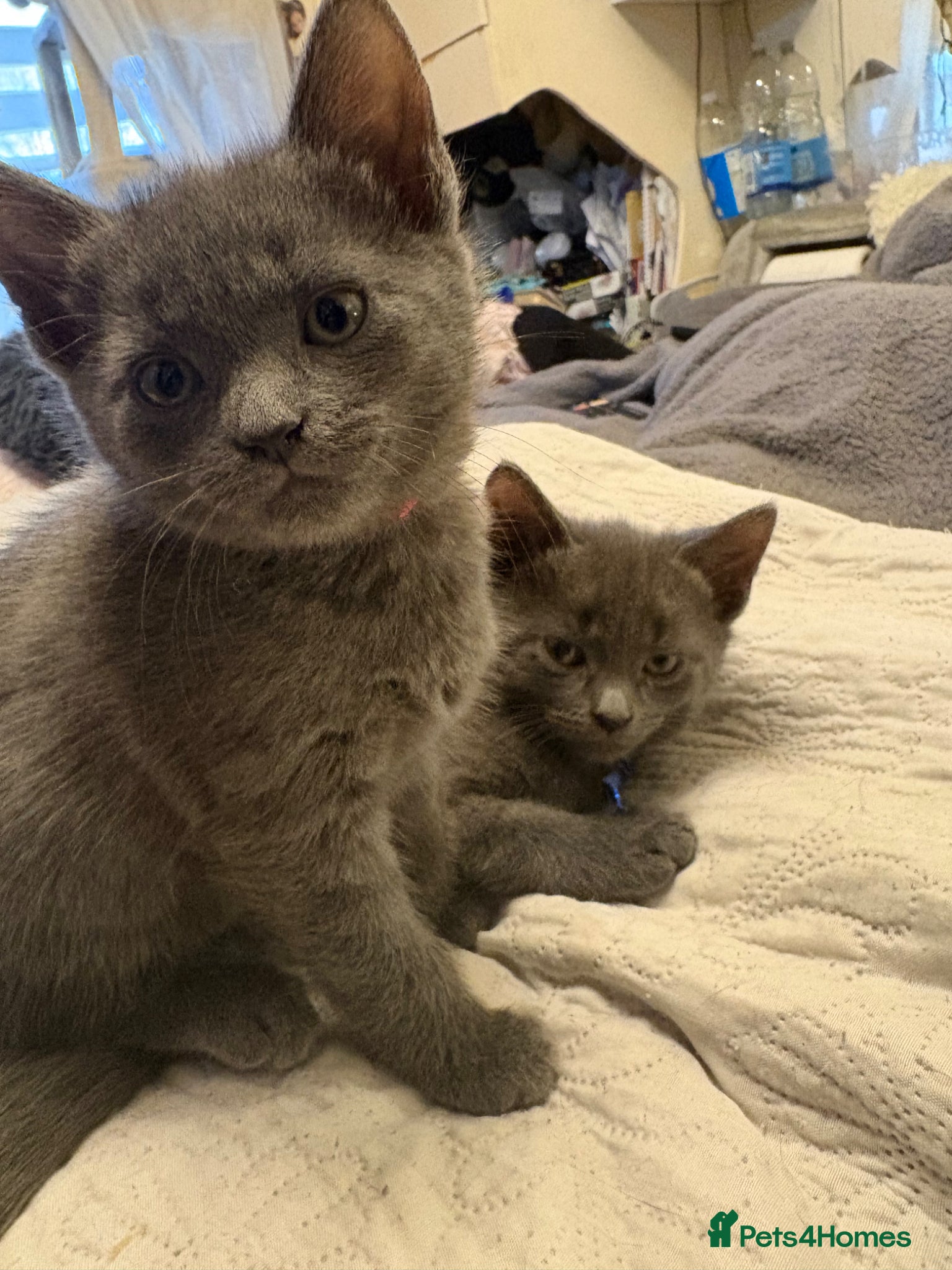 Russian Blue cats for sale: Blue Russian kittens - Advert 8