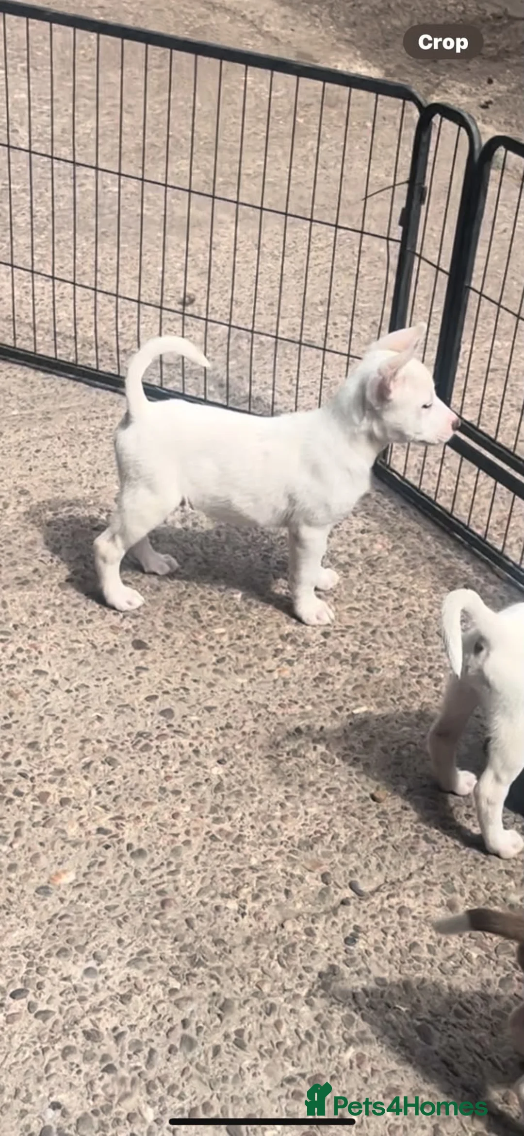 Mixed Breed dogs for sale: Stunning Huski x puppies ready to leave  in Solihull - Advert 2