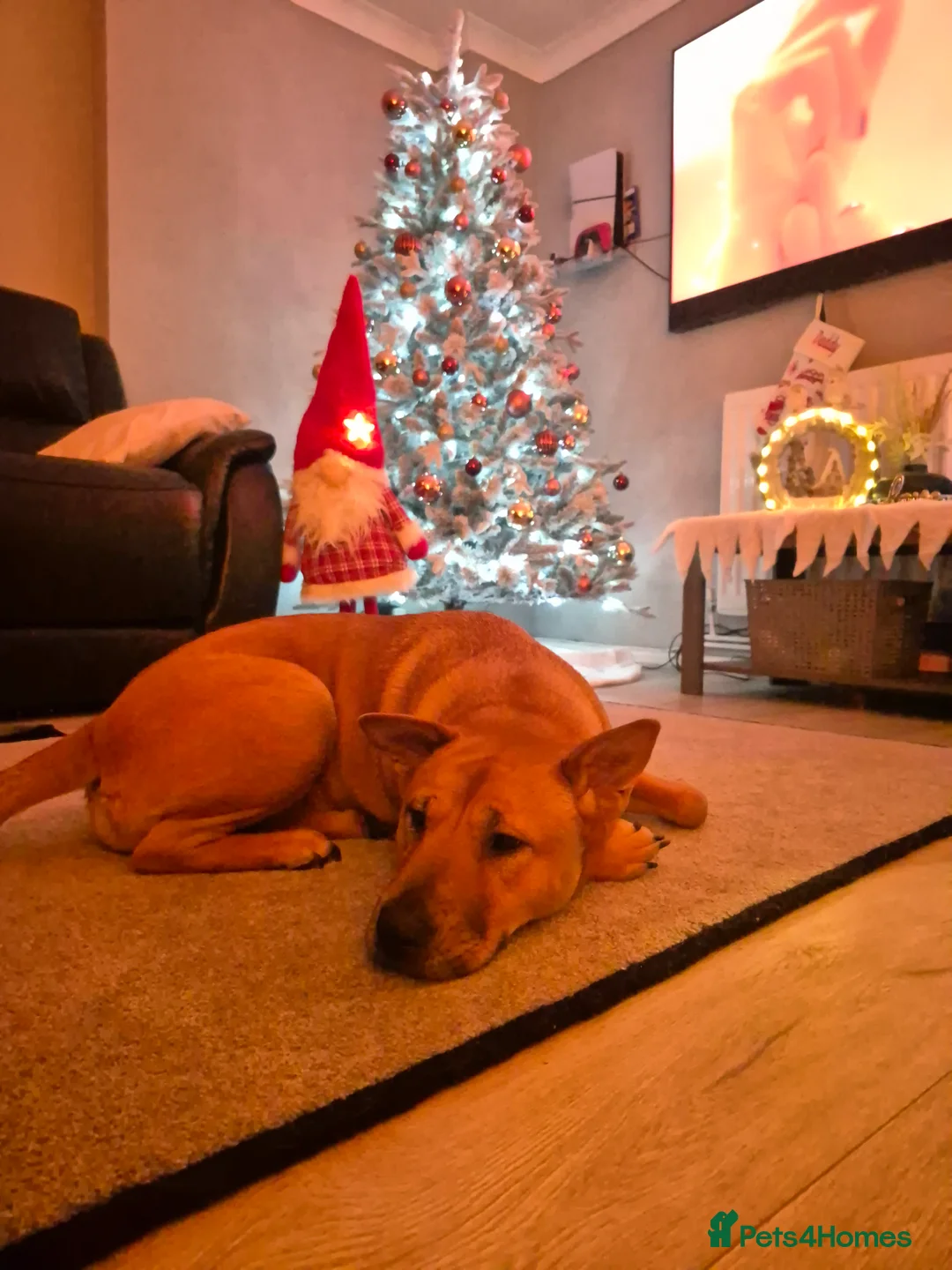 Mixed Breed dogs for sale: 2yr old Bull-chow Roxy - Advert 3