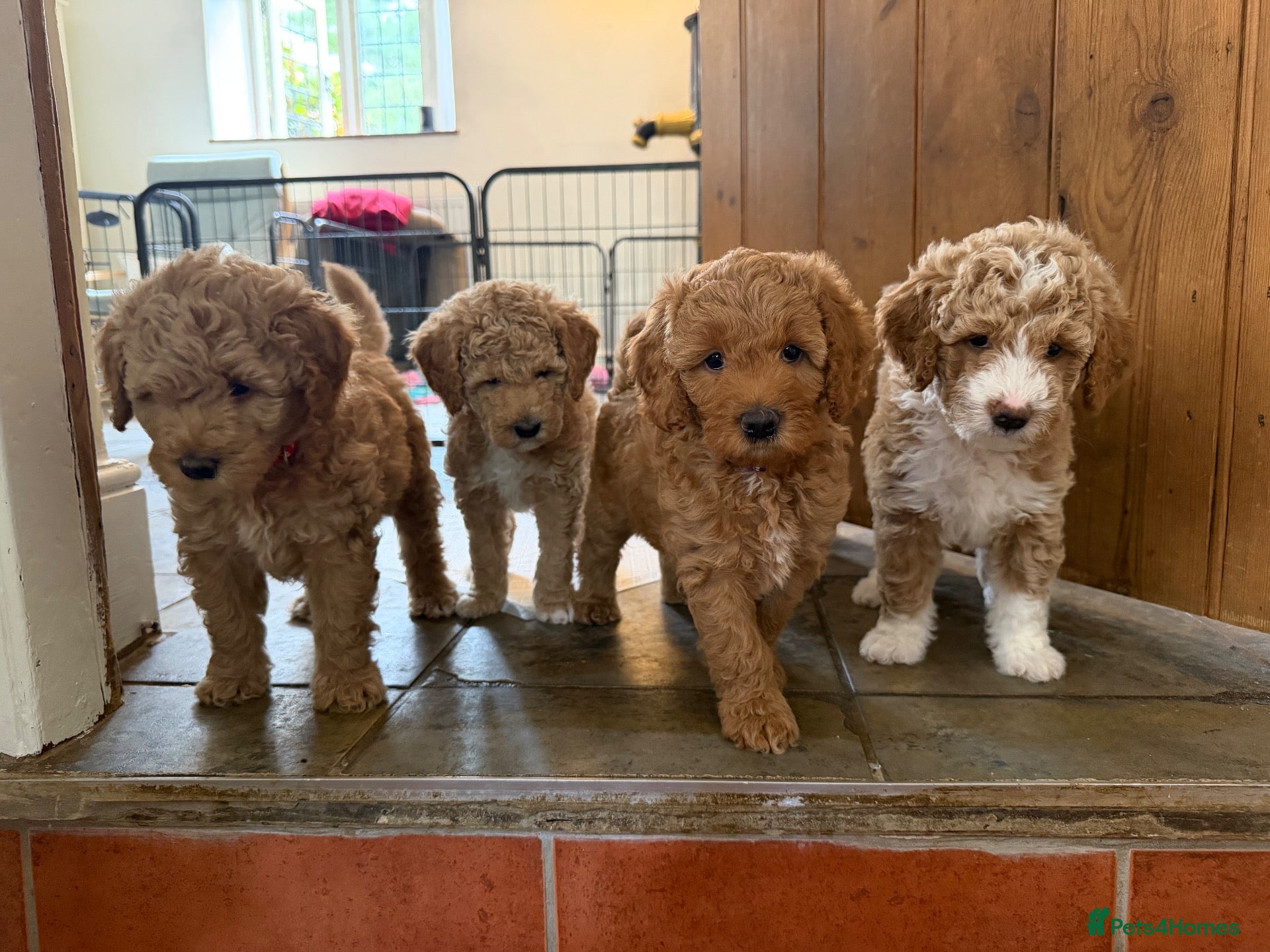 Mini Goldendoodle dogs Mini Goldendoodle puppies 🐶🫶🏻 - Advert 1