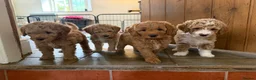 Mini Goldendoodle dogs for sale: Mini Goldendoodle puppies 🐶🫶🏻 - Advert 1