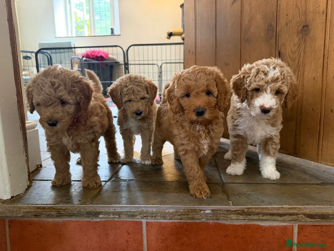 Mini Goldendoodle dogs for sale: Mini Goldendoodle puppies 🐶🫶🏻 - Advert 1
