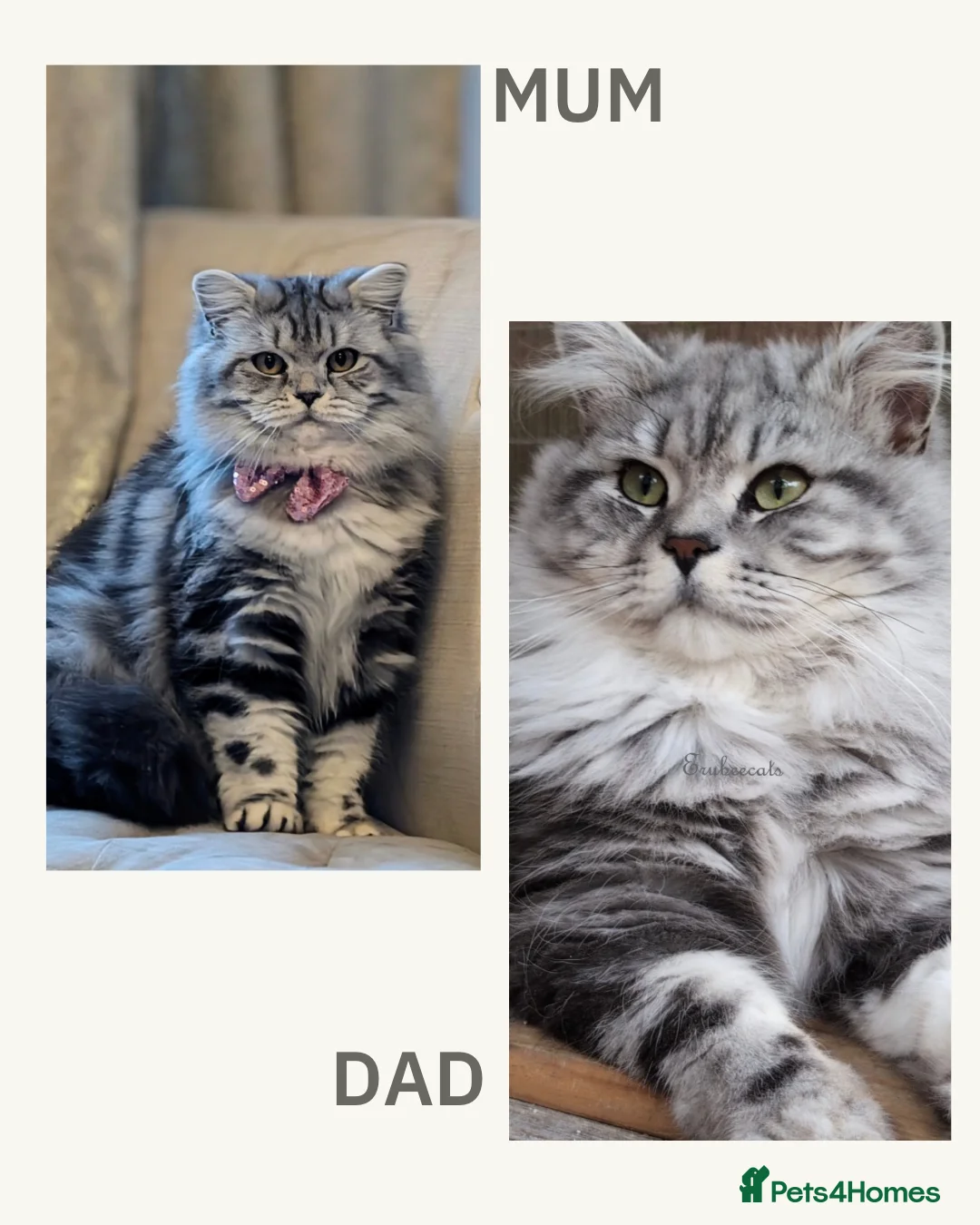 British Longhair cats for sale: RARE GCCF reg PKD Clear BLH Silver Tabby Kittens - Advert 2