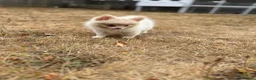 Pomsky dogs for sale: Pomsky Puppy (pending) - Advert 8
