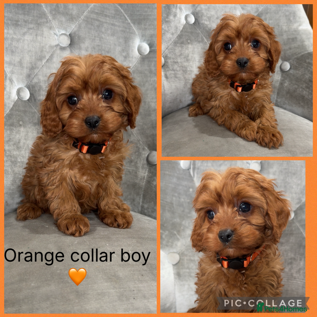 Cavapoo dogs for sale: Beautiful F1 Cavapoos - Advert 2
