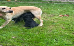 Mixed Breed dogs for sale: Sprockerdor puppies for sale - Image 10