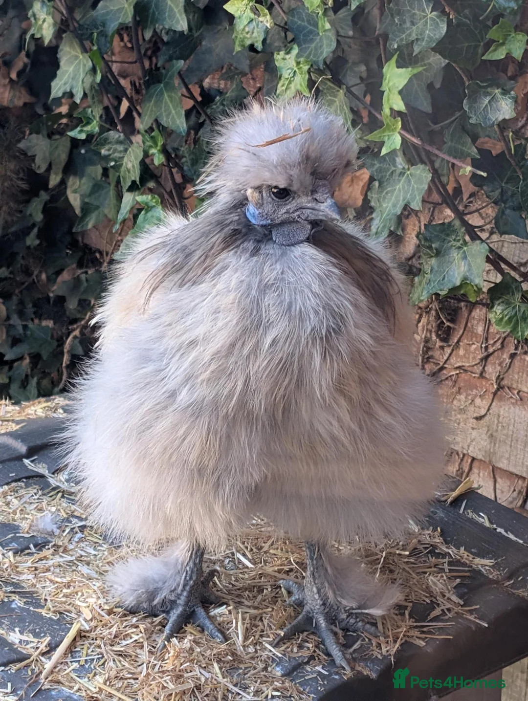 Chickens poultry for sale: 2 Silkies in Lincoln - Advert 2