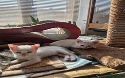 Siamese cats for sale: Siamese /balinese cross kittens - Image 23