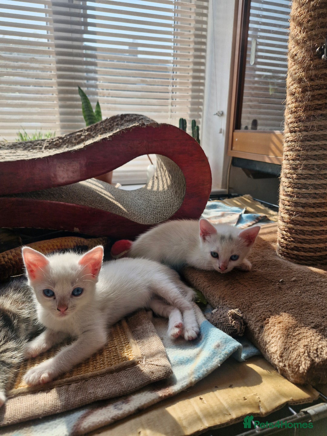 Siamese cats for sale: Siamese /balinese cross kittens - Image 23