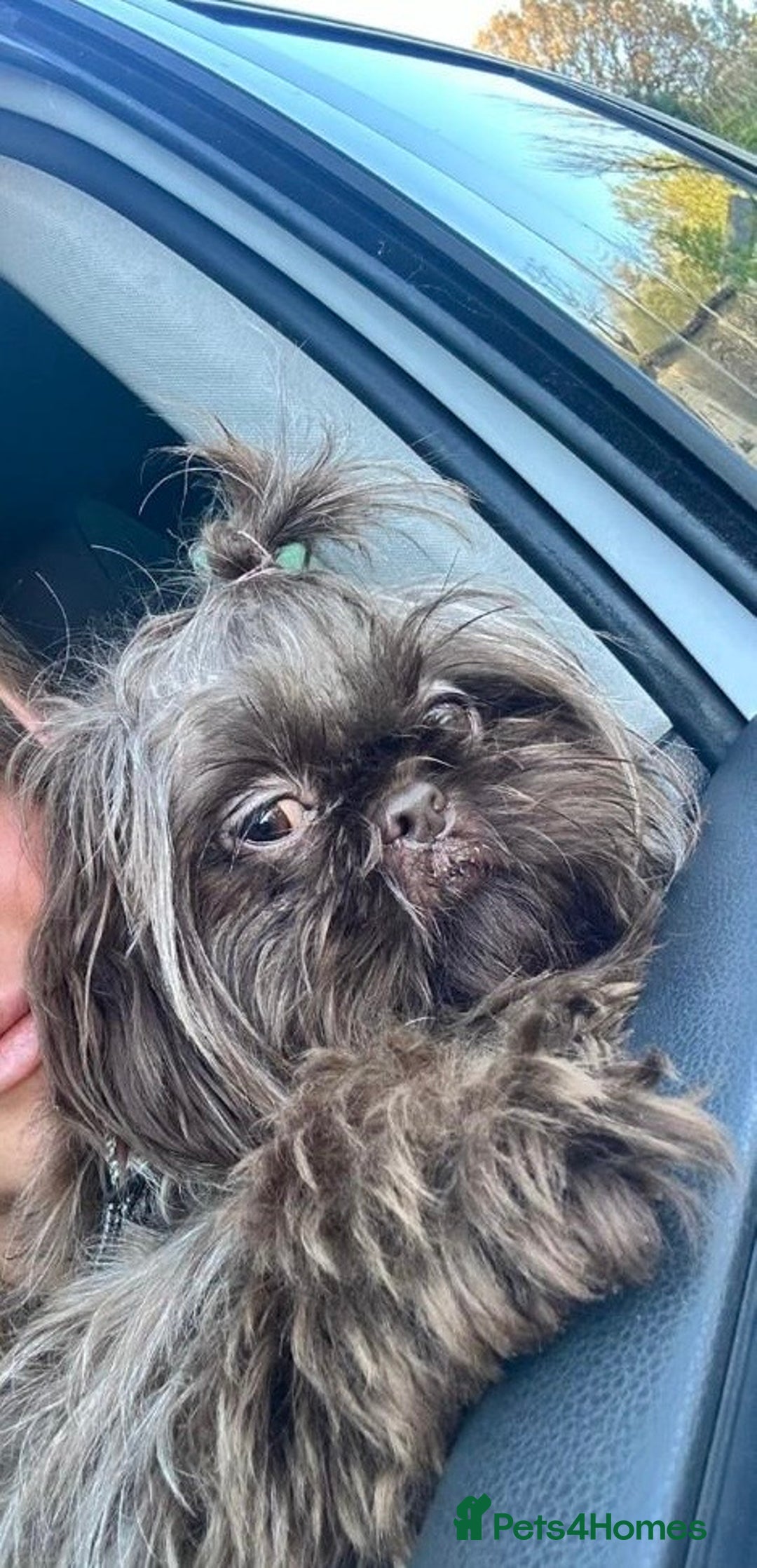 Malshi dogs for sale: Malshi’s - Advert 3