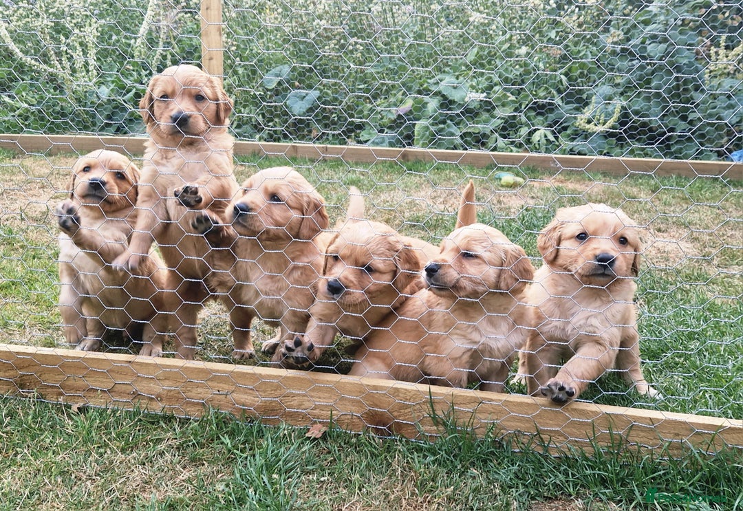 Golden Retriever dogs for sale: 1 bitch and 3 dogs currently available  - Image 2