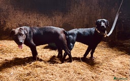 Patterdale Terrier dogs for sale: Strong and sturdy patterdale puppies  - Image 11