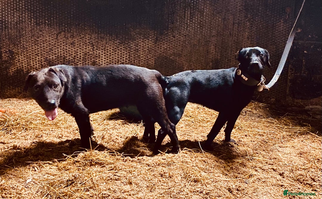 Patterdale Terrier dogs for sale: Strong and sturdy patterdale puppies  - Image 11