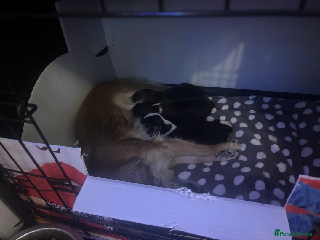 Chihuahua dogs for sale: Lovely long haired Chihuahua  - Advert 18