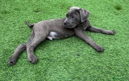 Cane Corso dogs for sale: Ready to leave - Image 5