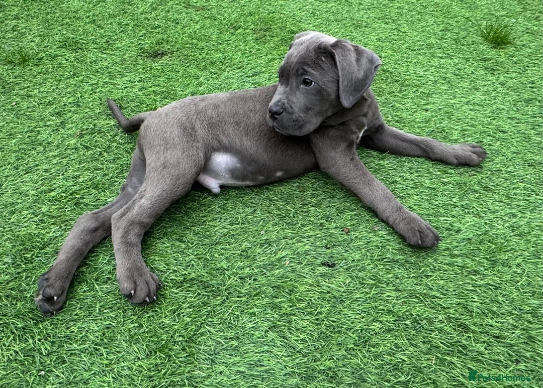 Cane Corso dogs for sale: Ready to leave - Image 5