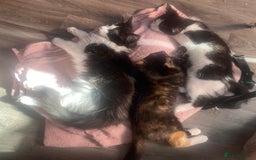 Maine Coon cats for sale:  Vet check. Full Vaccinated. Microchiped kittens in Sudbury - Image 2