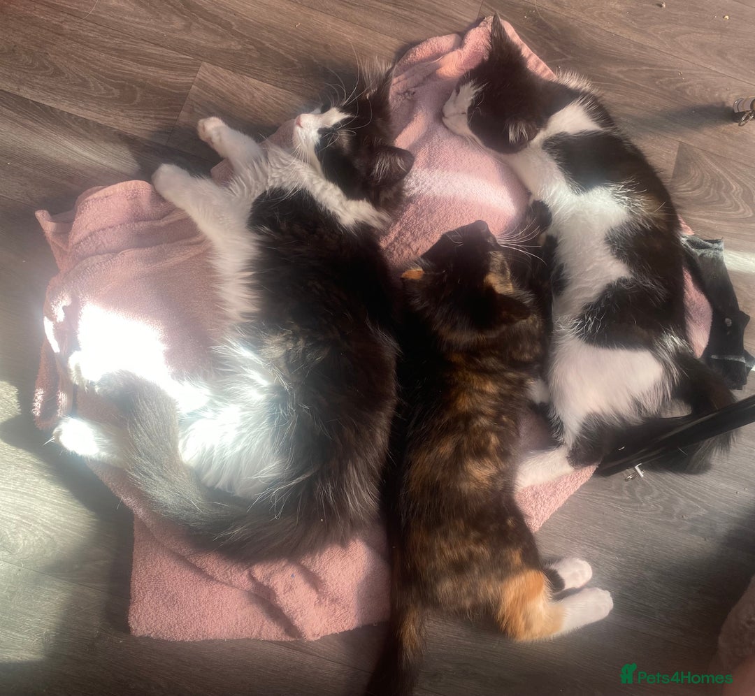 Maine Coon cats for sale:  Vet check. Full Vaccinated. Microchiped kittens in Sudbury - Image 2