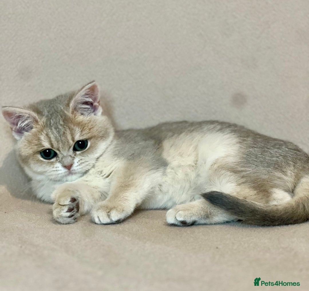 British Shorthair cats for sale: 🐾 Pure BSH Kittens 🐾  - Advert 20