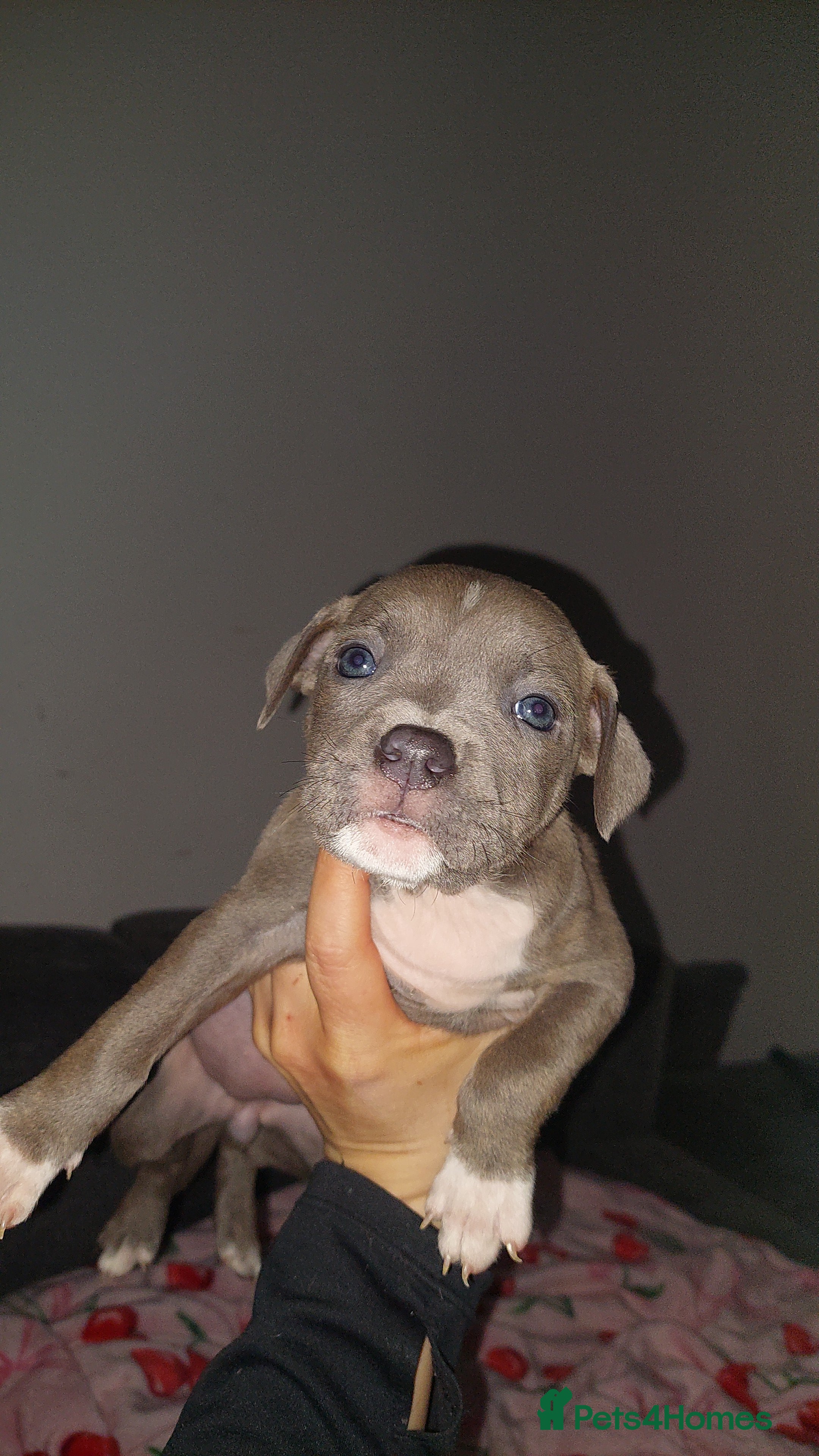 Mixed Breed dogs Staff pocket cross 4 boys 2 girls - Advert 2