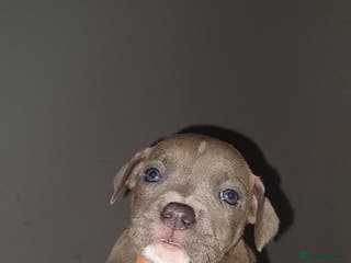 Mixed Breed dogs Staff pocket cross 4 boys 2 girls - Advert 2