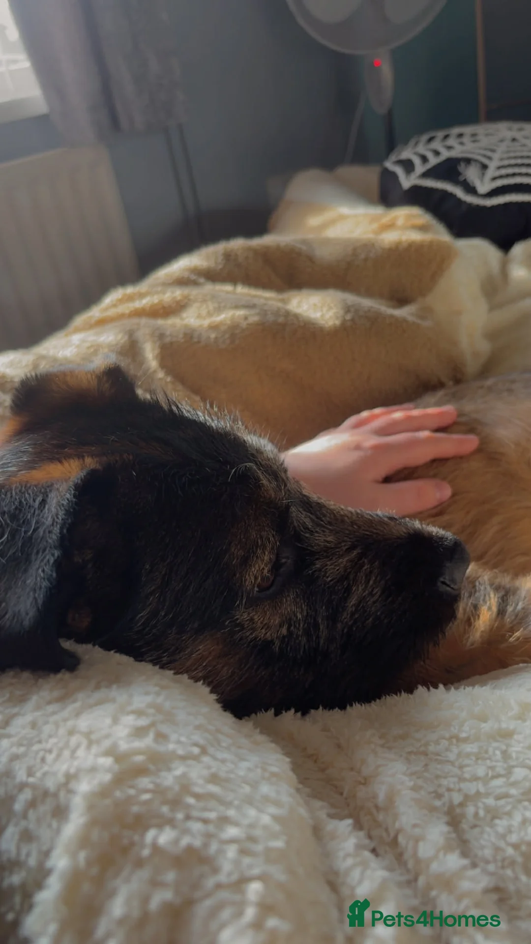 Mixed Breed dogs for sale: Bruce  - Advert 2