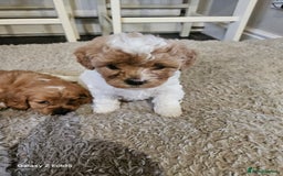 Cavapoo dogs for sale: LITTER OF BEAUTIFUL F2 CAVAPOOS  - Image 1