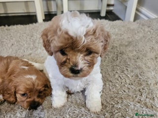 Cavapoo dogs LITTER OF BEAUTIFUL F2 CAVAPOOS - Advert 12