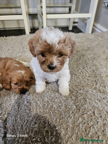 Cavapoo dogs - Advert 1