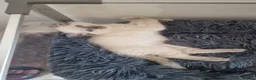 Ragdoll cats for sale: 3 blue point ragdoll kittens for sale - Advert 12